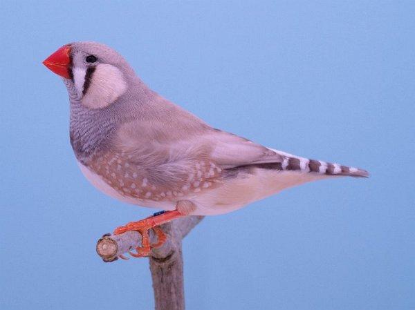 Pastel grijs P1232355